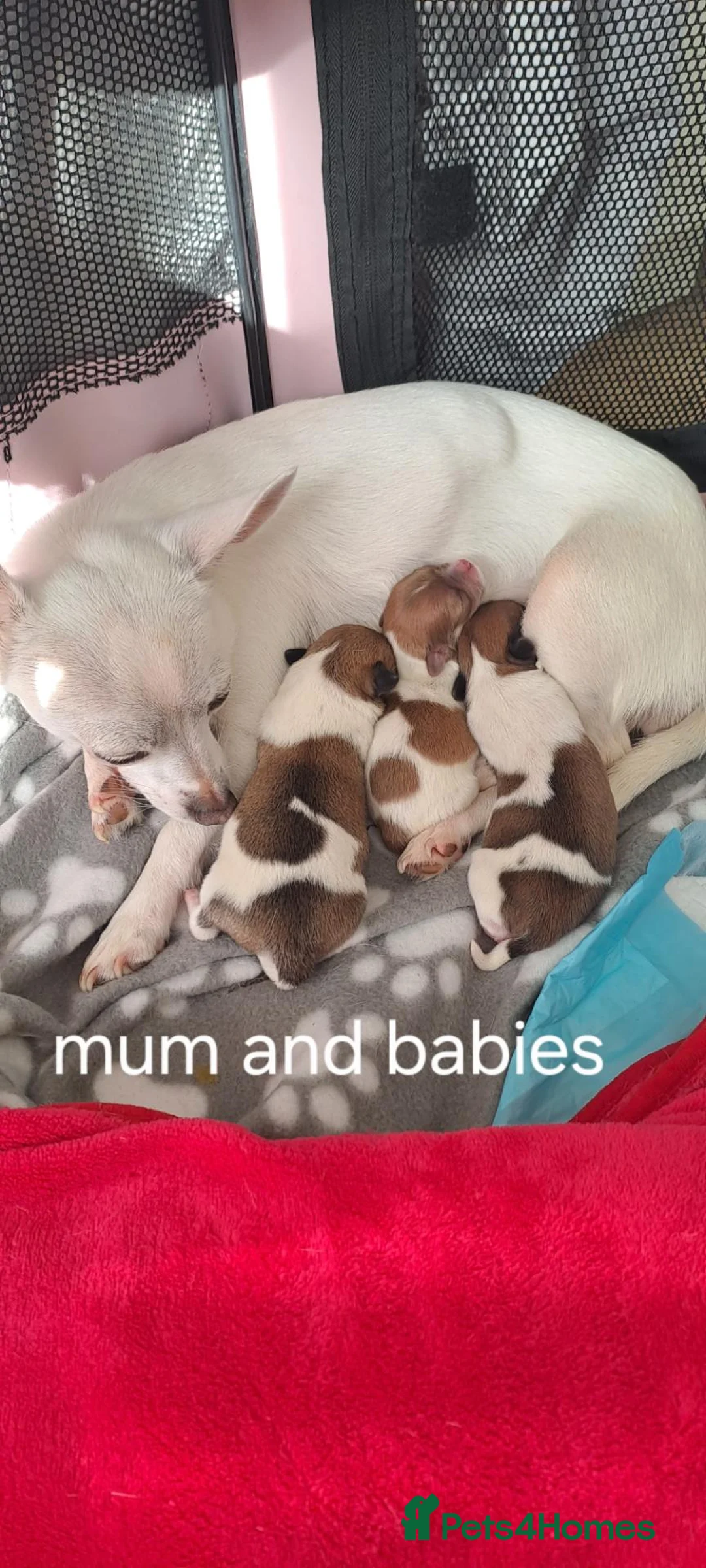 Chihuahua dogs for sale: Chihuahua puppies for sale in Scunthorpe - Advert 1