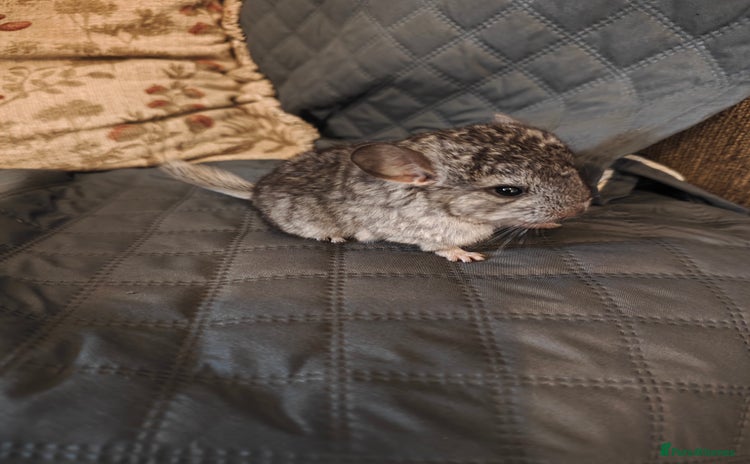 Chinchilla rodents - Advert 5