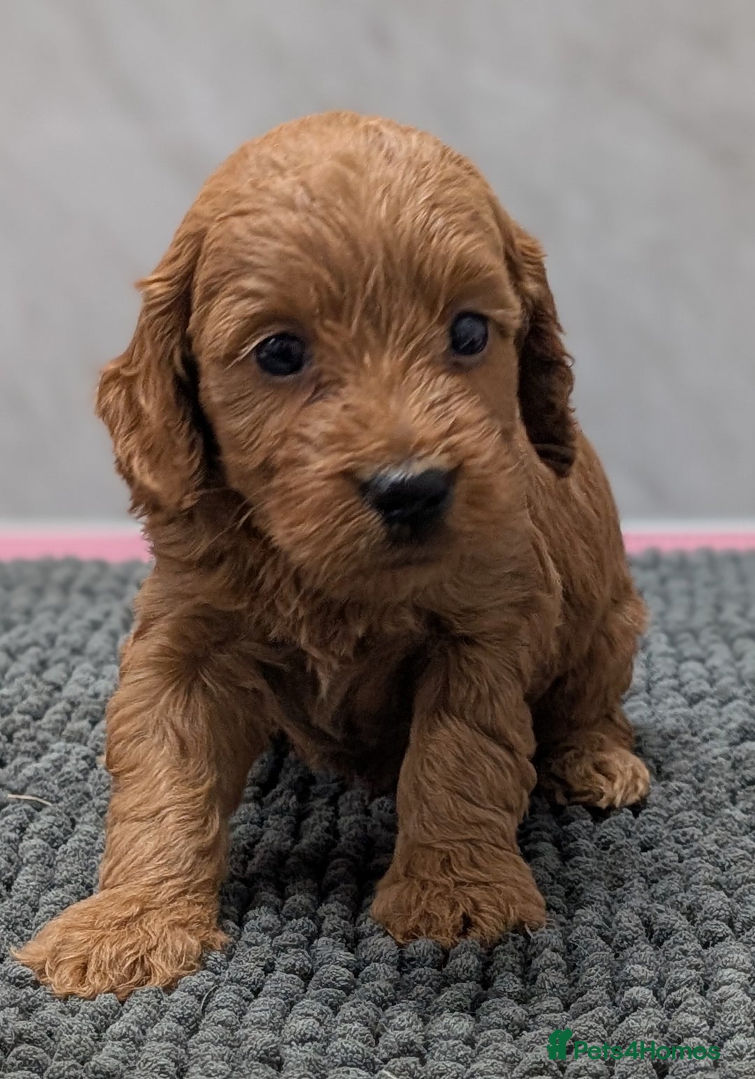 Cockapoo dogs for sale: Licensed breeder, health tested F1 cockapoo pups - Advert 22