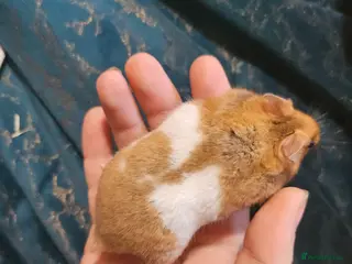 Hamster rodents Gorgeous Syrian hamsters - Advert 1