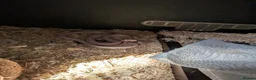 Corn Snake reptiles for sale: Two Corn snakes and enclosures for sale in Glasgow - Advert 6