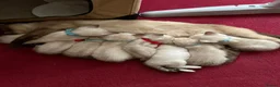 Mixed Breed cats for sale: Bengal Siamese mixed - Advert 1