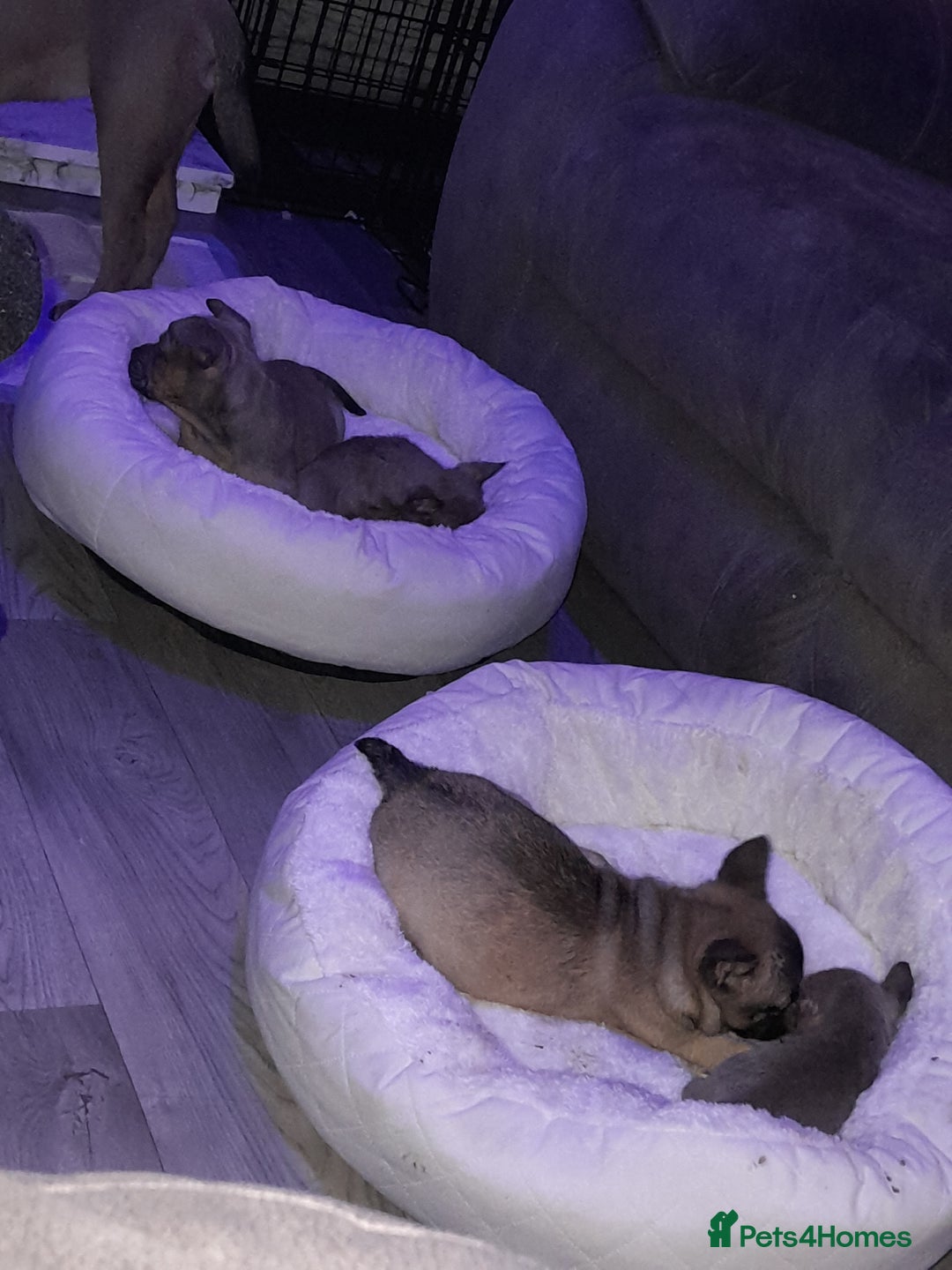 Mixed Breed dogs for sale: French bulldog x - Advert 8