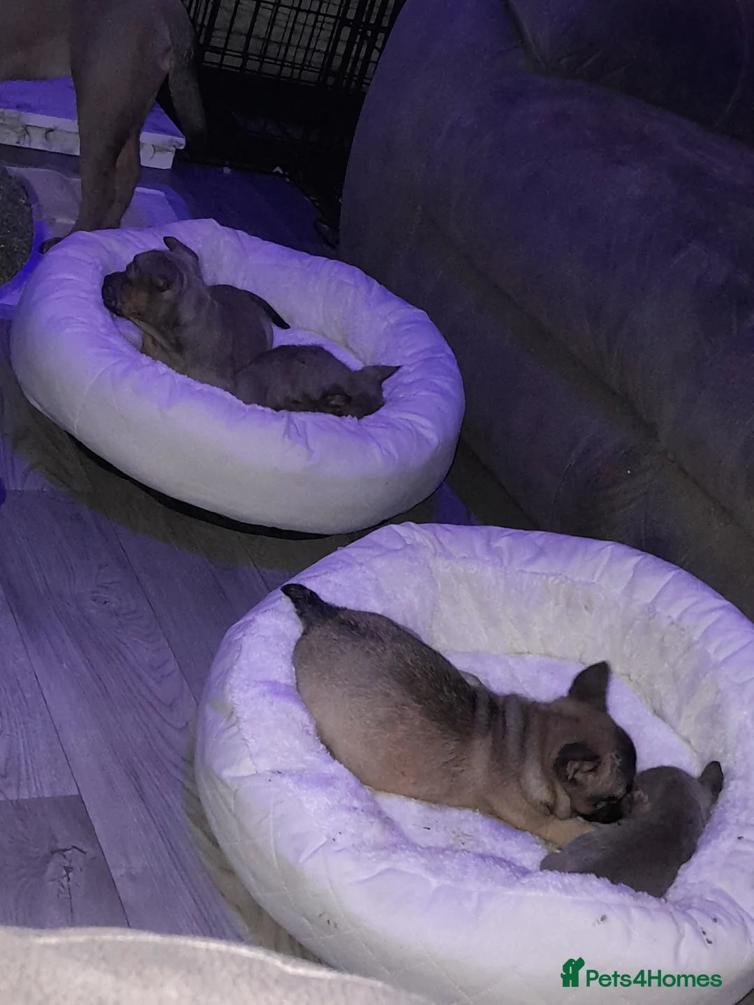 Mixed Breed dogs for sale: French bulldog x - Advert 8
