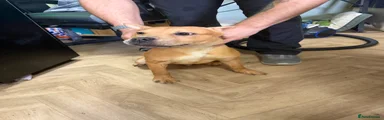 Mixed Breed 1