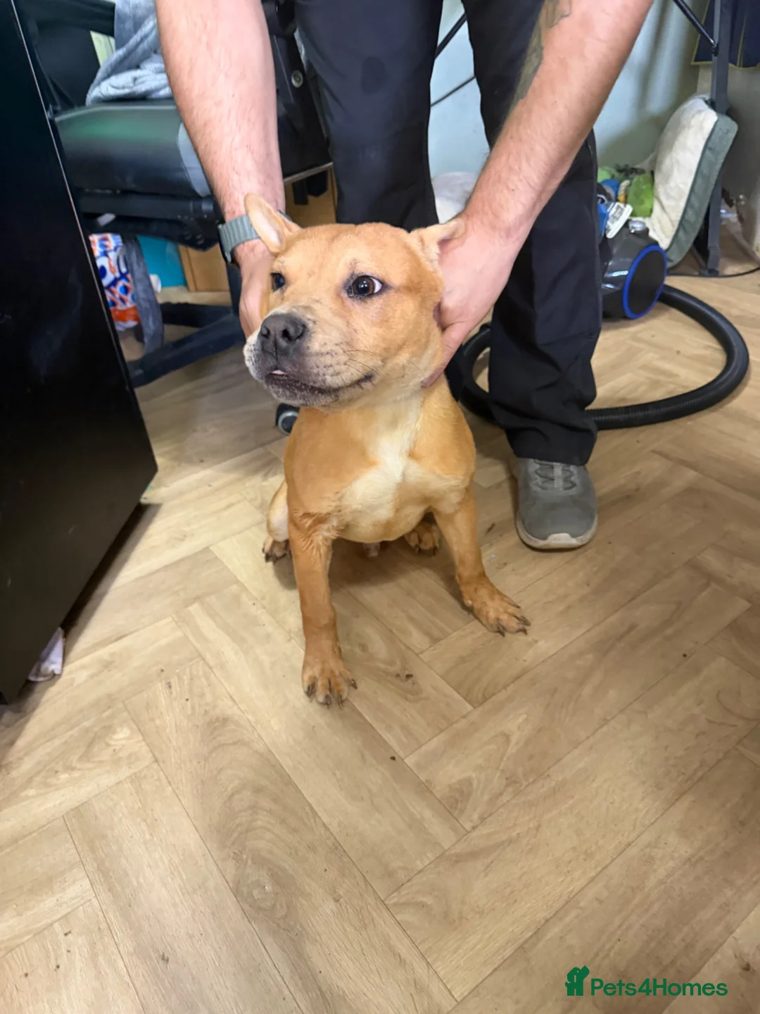 Mixed Breed dogs for sale: Odin  - Advert 2