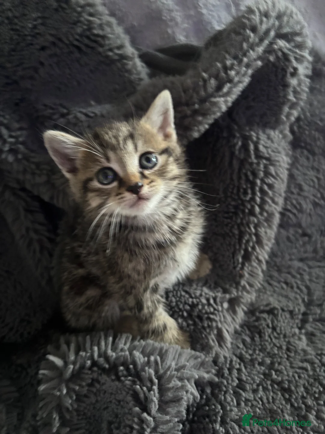 Mixed Breed cats for sale: Baby kittens for sale  in Batley - Advert 13