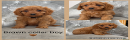 Cavapoo dogs for sale: Beautiful F1 Cavapoos - Advert 5