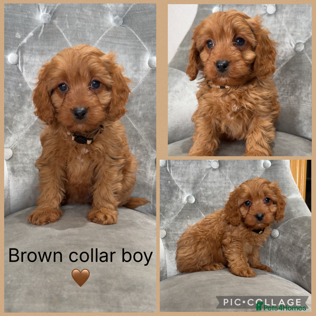 Cavapoo dogs for sale: Beautiful F1 Cavapoos - Advert 5
