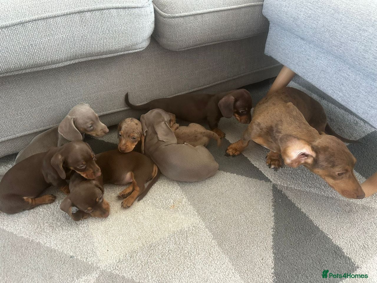Miniature Dachshund dogs ADORABLE MINIATURE DACHSHUND PUPPIES FOR SALE  - Advert 4