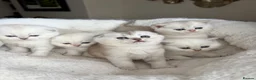Scottish Fold cats for sale: Adorable Scottish Fold Kitten  - Advert 16