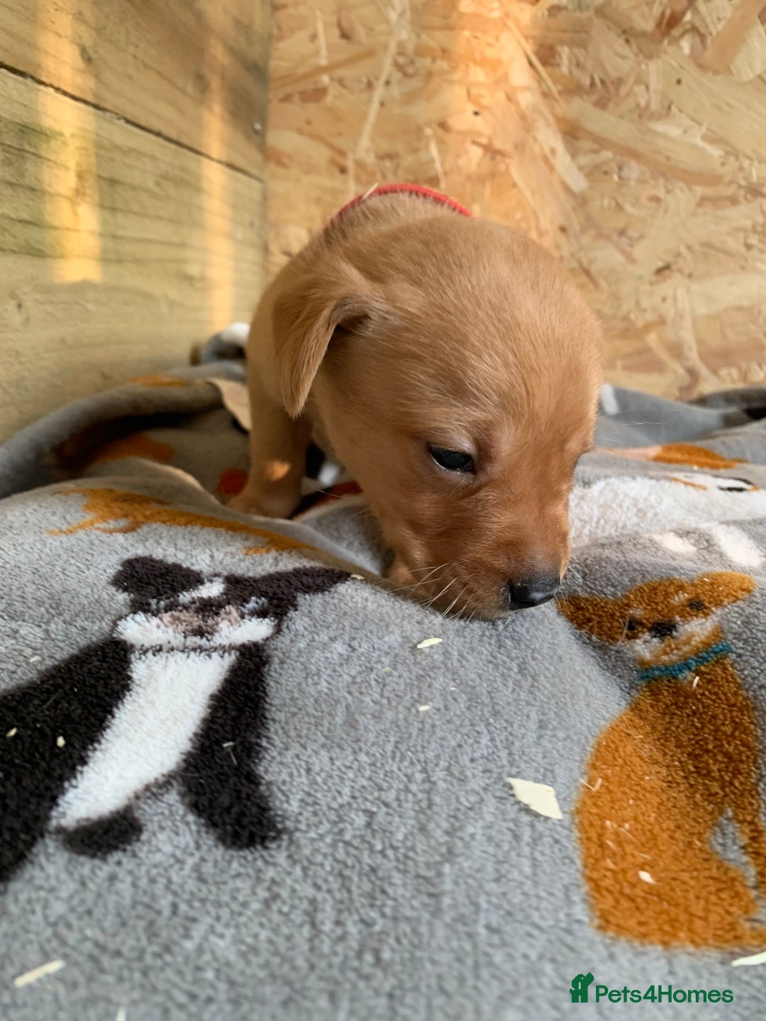 Labrador Retriever dogs for sale: Fox Red Labrador Puppies for sale  in Cumnock - Image 20