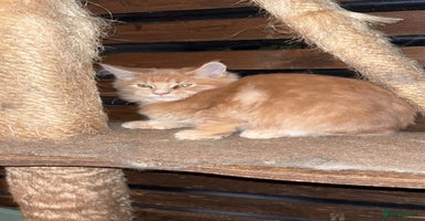 Maine Coon cats Maine Coon pedigre XL - Advert 2