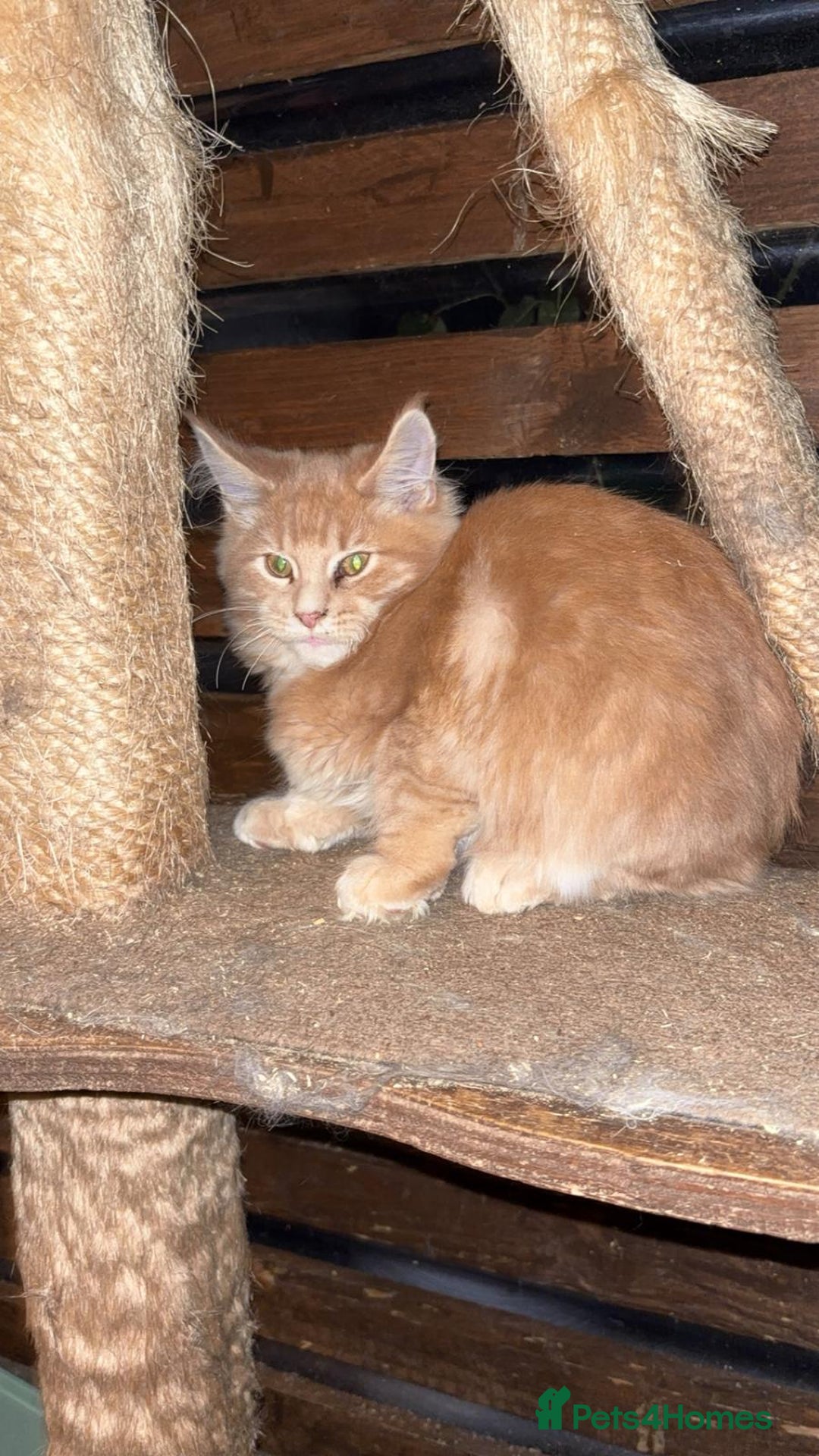 Maine Coon cats for sale: Maine Coon pedigre XL - Advert 3