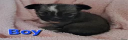 Chihuahua dogs for sale: Ready to leave Now long Coat Chihuahua male pup - Advert 36