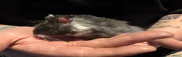 Hamster rodents for sale: Male Syrian hamsters  - Advert 7