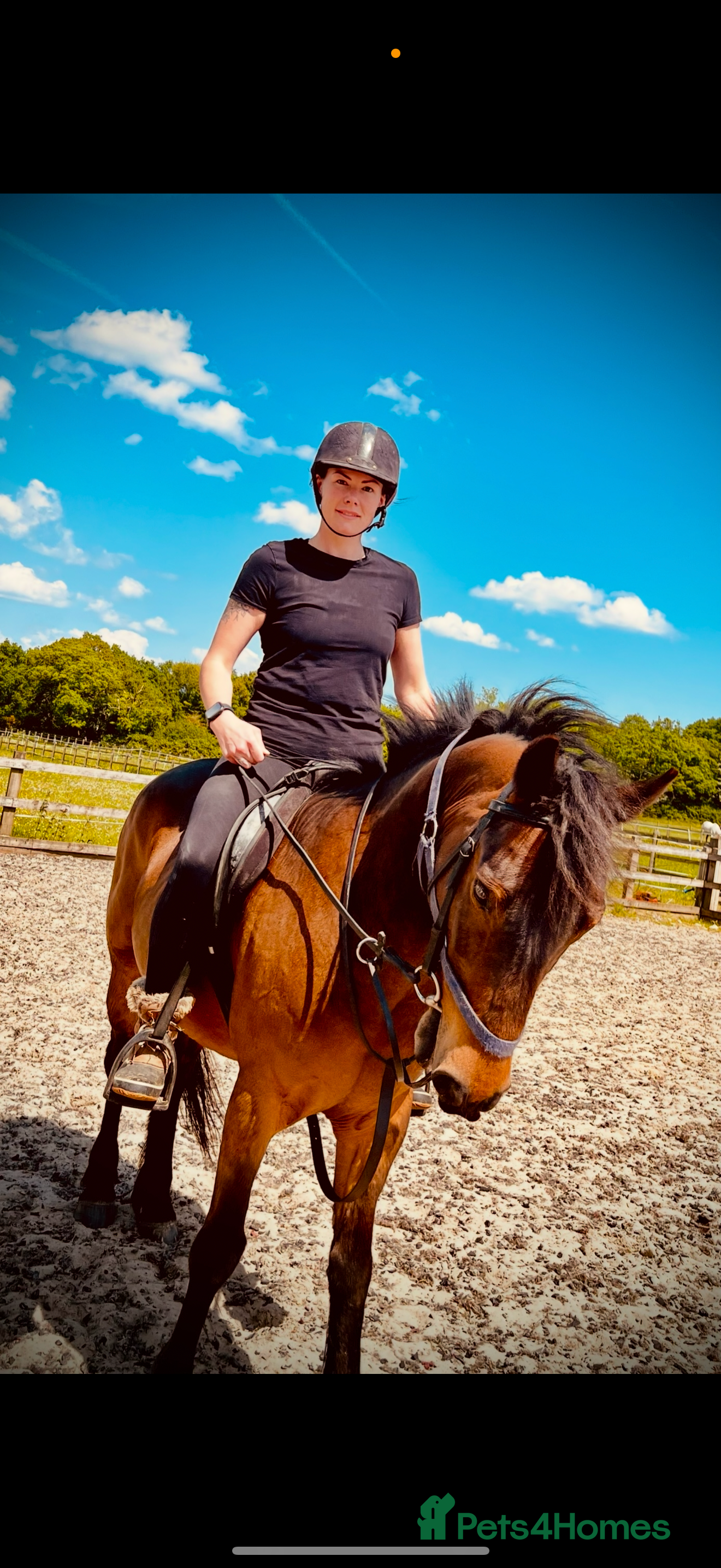 New Forest horses Sensible offers 13.2hh gelding - Advert 2