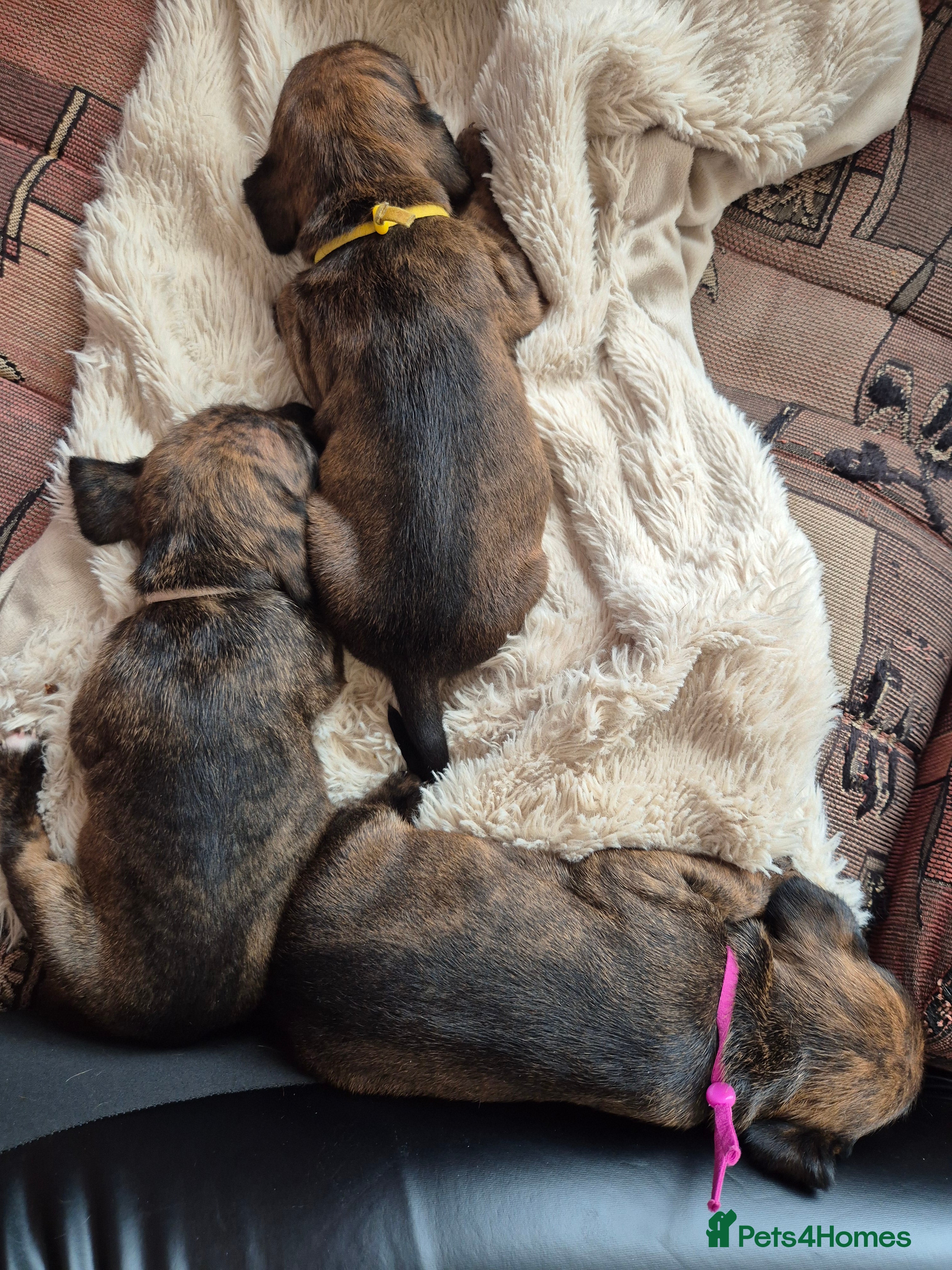 Mixed Breed dogs Gorgeous lil puppies - Advert 2