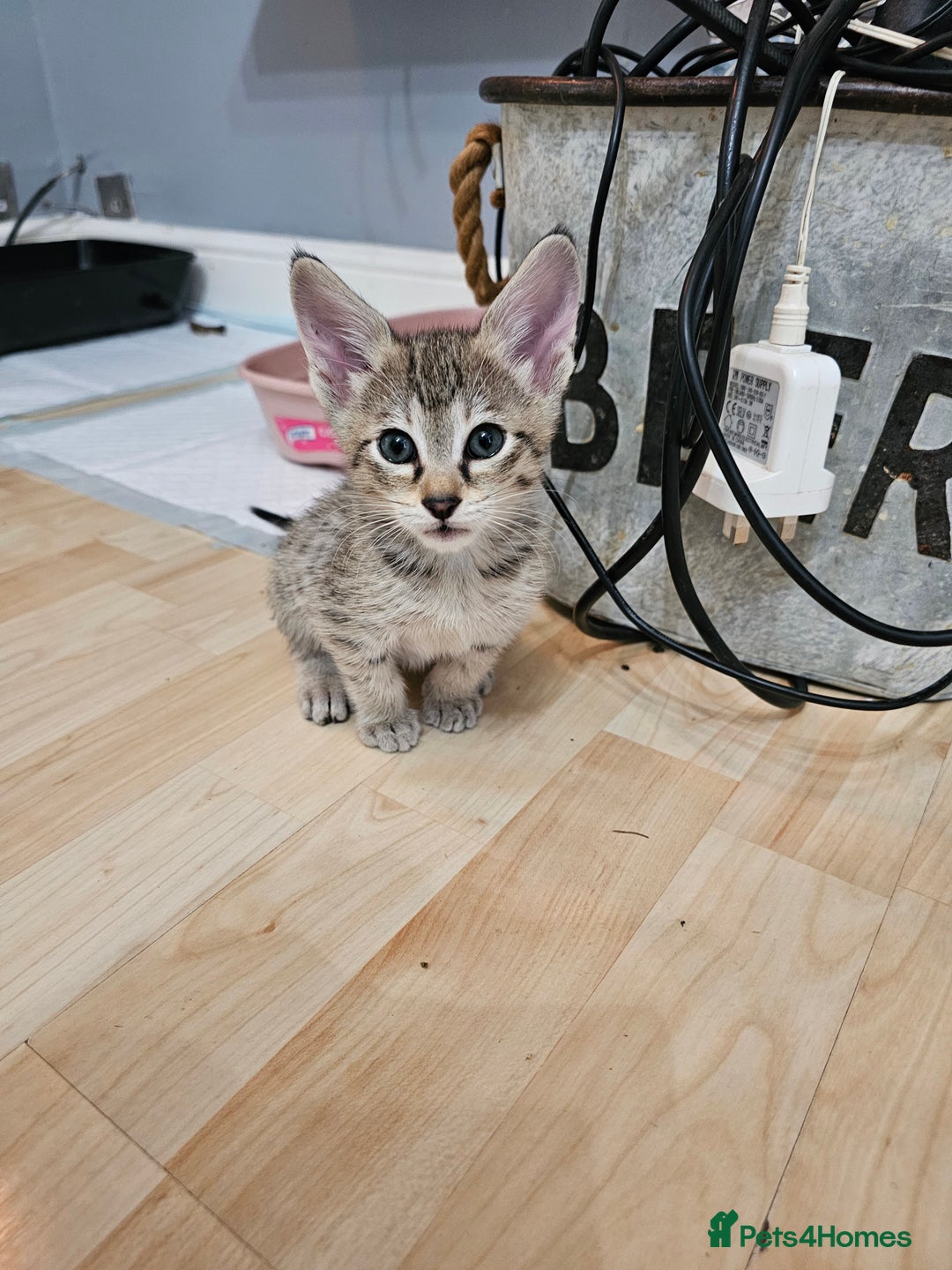Savannah cats for sale: F4 Savannah Kittens 3x Brown Spotted 2x Melanistic - Image 6