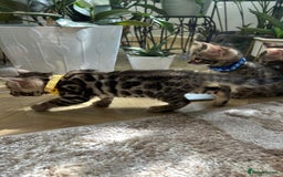 Bengal cats for sale: Gorgeous Pure Bengal Kittens Ready To Go! ❤️ - Image 6