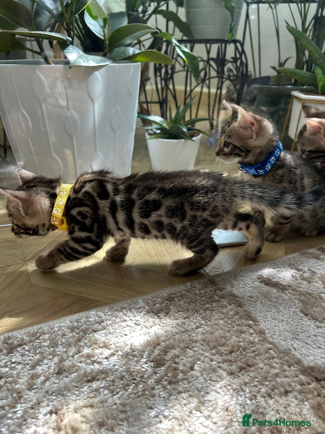 Bengal cats for sale: Gorgeous Pure Bengal Kittens Ready To Go! ❤️ - Image 6