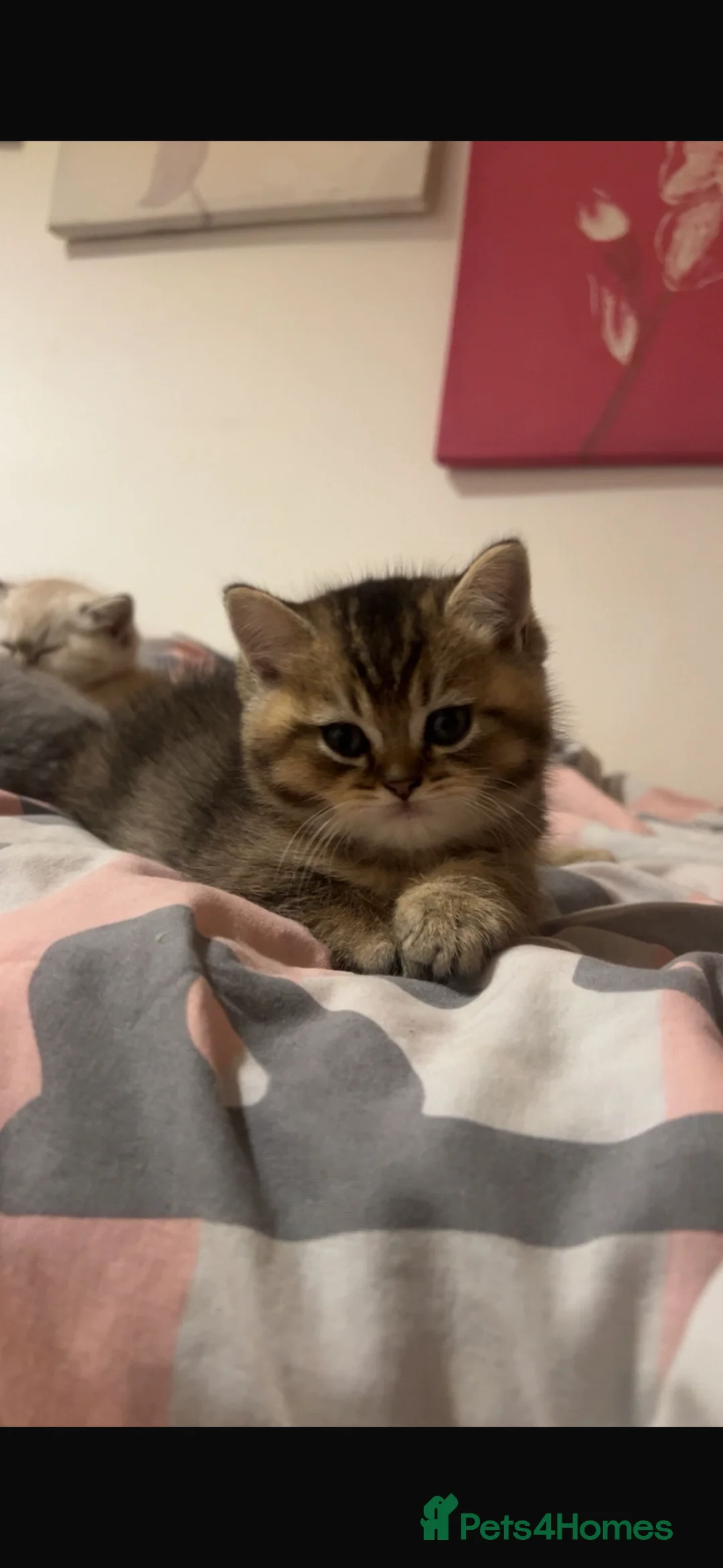 British Shorthair cats for sale: Golden bsh - Advert 2