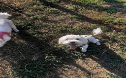 Bichon Frise dogs for adoption: ALBANO, a Lovely Bichon Boy - for a Loving Home - Image 14