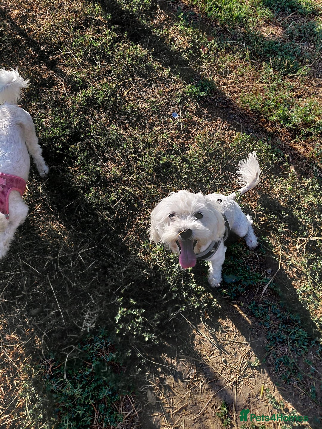 Bichon Frise dogs for adoption: ALBANO, a Lovely Bichon Boy - for a Loving Home - Image 14