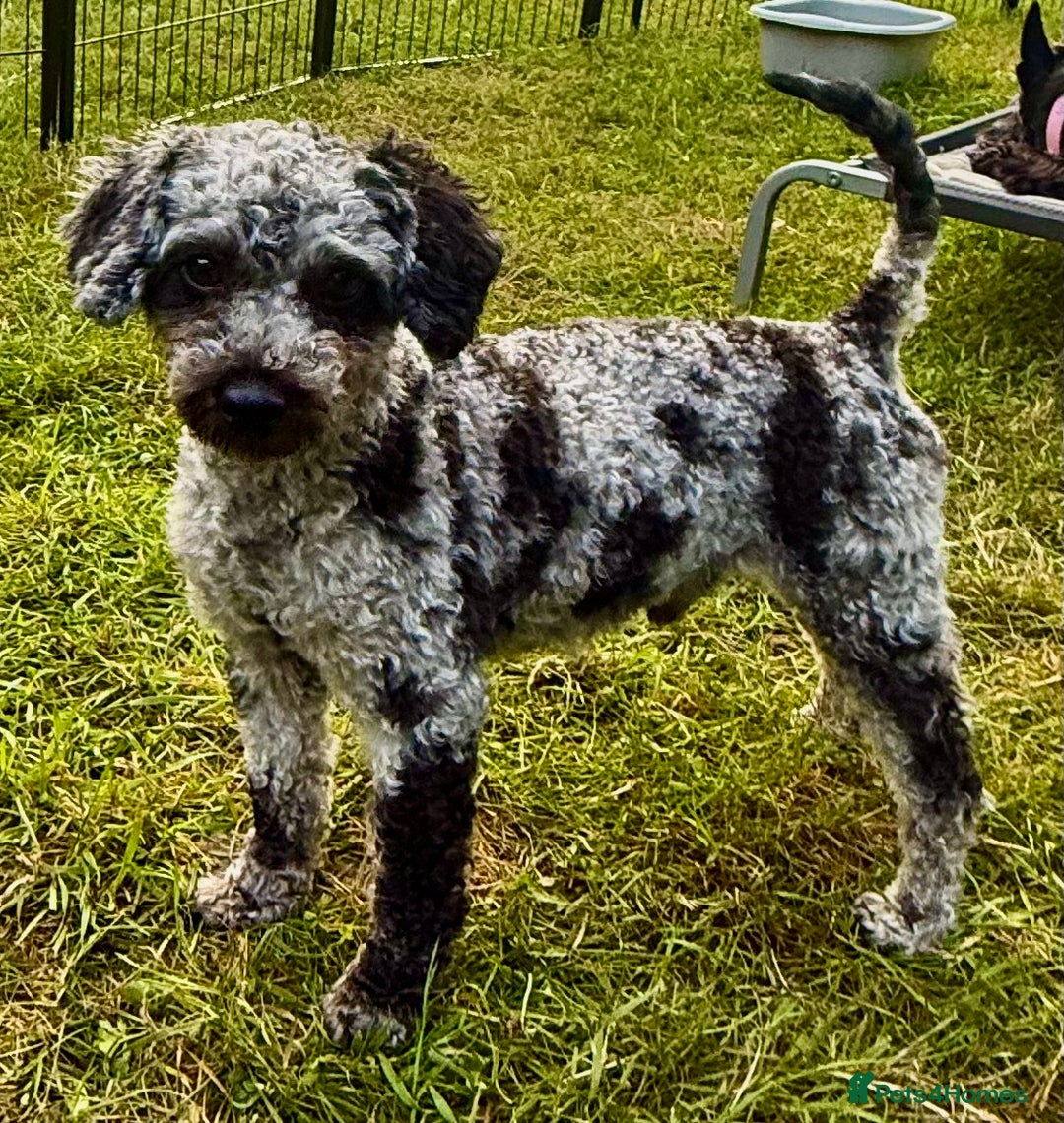 Poodle dogs for adoption: Dusty's Story: Spirit Unbroken - Image 1