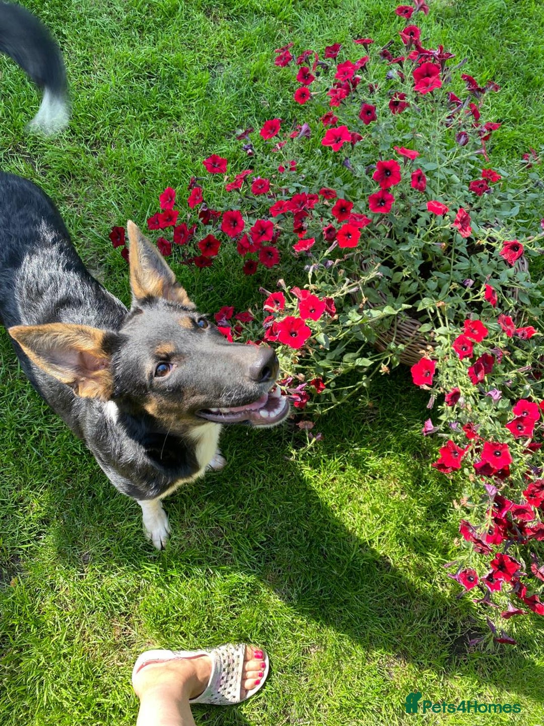 Mixed Breed dogs for adoption: URGENT: ❤️LINDA- 9 months old medium-to-large❤️ - Advert 4