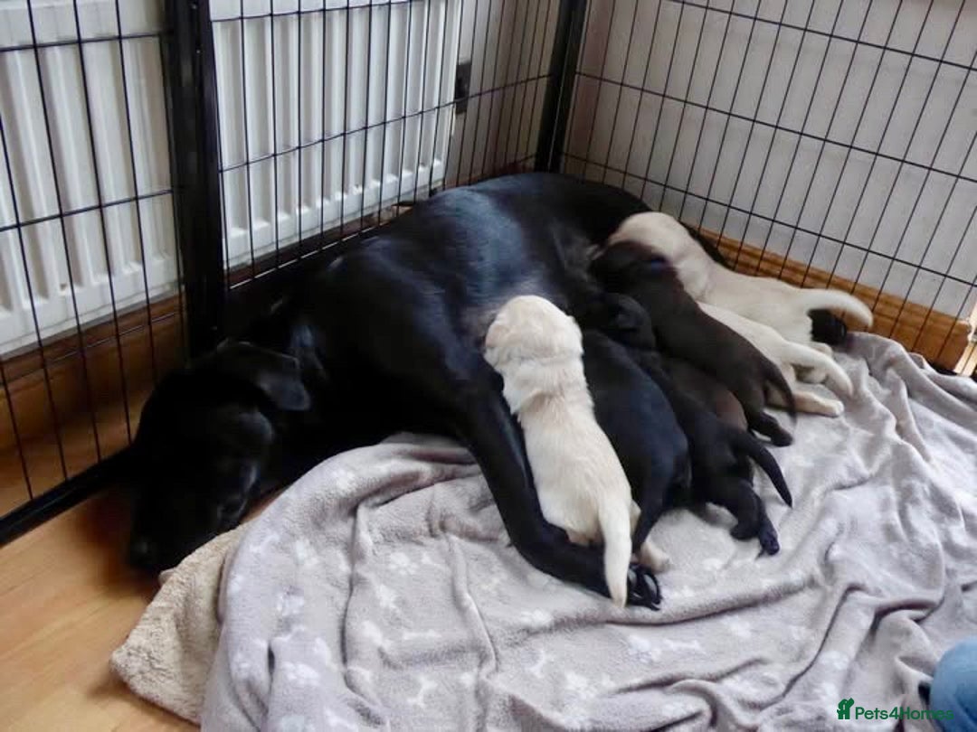 Labrador Retriever dogs for sale: Beautiful KC registered Labrador puppies  - Advert 6