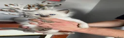 Ragdoll cats for sale: 🐾 GCCF Ragdoll Kittens🐾 - Advert 2