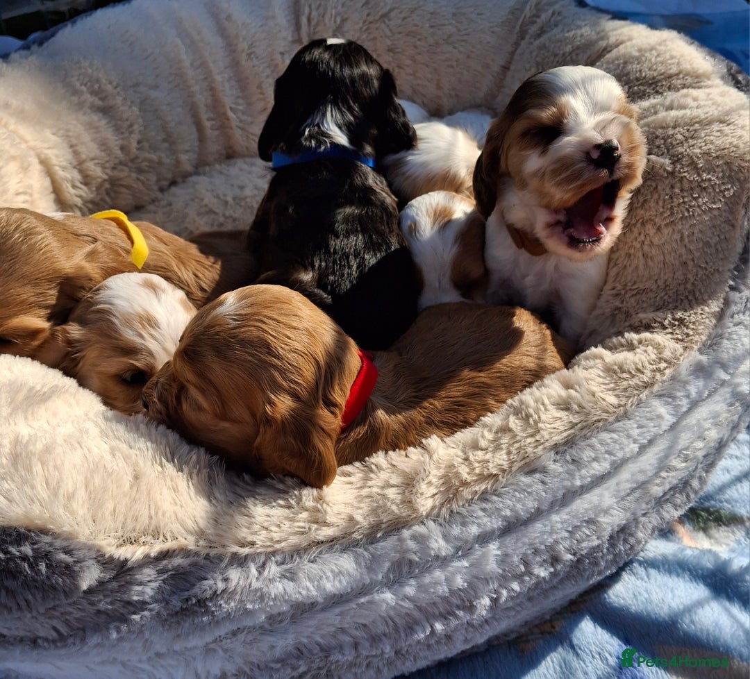Cocker Spaniel dogs for sale: *Cocker spaniel puppys* - Image 5