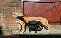 Mixed Breed dogs for sale: Pug x Lucher  - Image 4