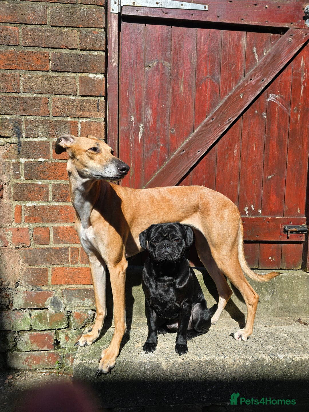 Mixed Breed dogs for sale: Pug x Lucher  - Image 4