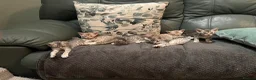 Ocicat cats for sale: Delightful Rare Breed Ocicat kittens. in Norwich - Advert 7
