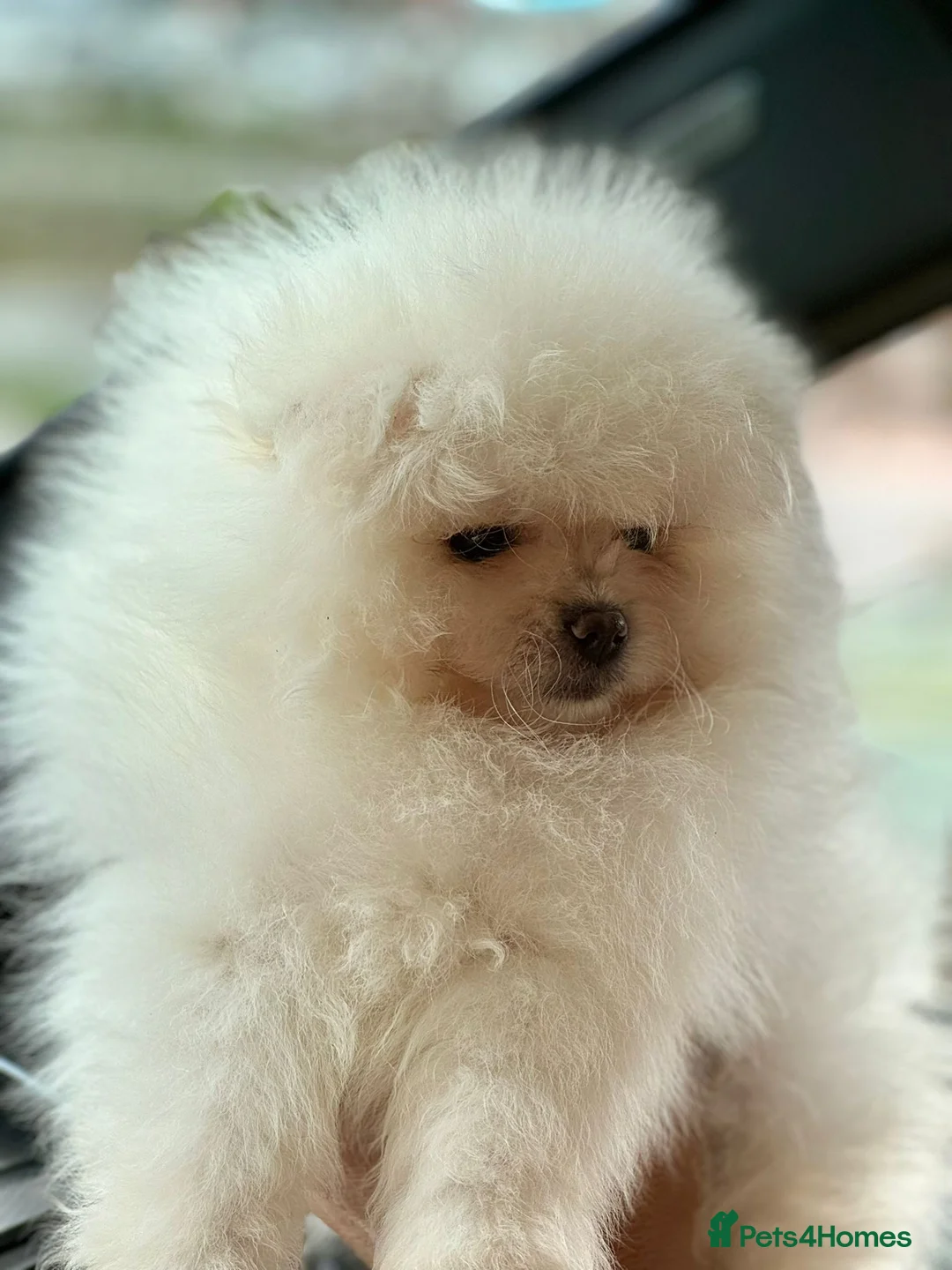 Pomeranian dogs for sale: This fluffy miracle is waiting for a new family😇 in Hounslow - Advert 4