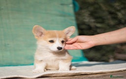 Welsh Corgi Pembroke dogs for sale: Welsh Corgi Pembroke Puppies with Pedigree! - Image 7