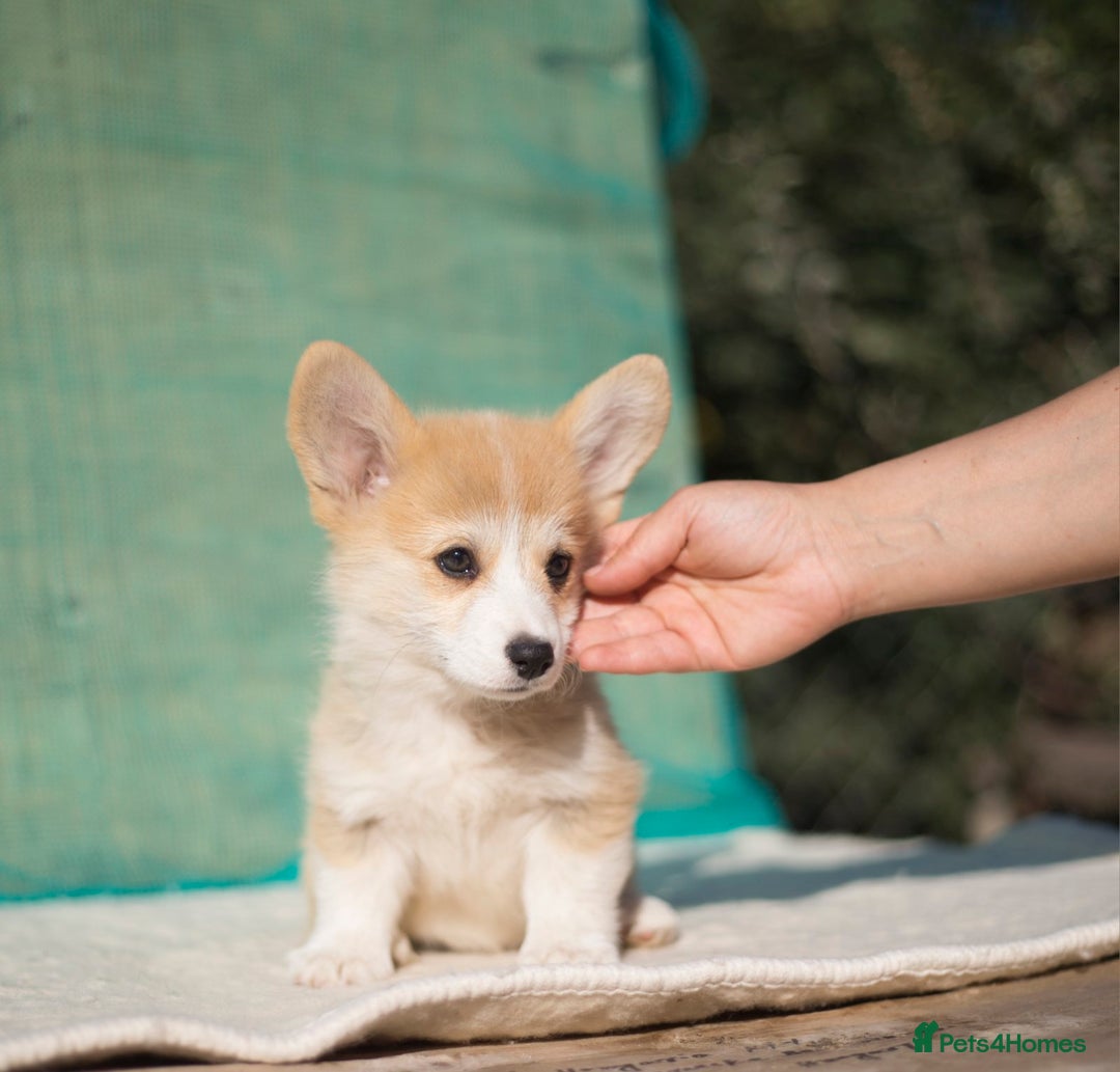 Welsh Corgi Pembroke dogs for sale: Welsh Corgi Pembroke Puppies with Pedigree! - Image 7
