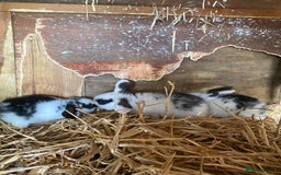 Mini Lop rabbits for sale: 4 beautiful rabbits  - Image 13