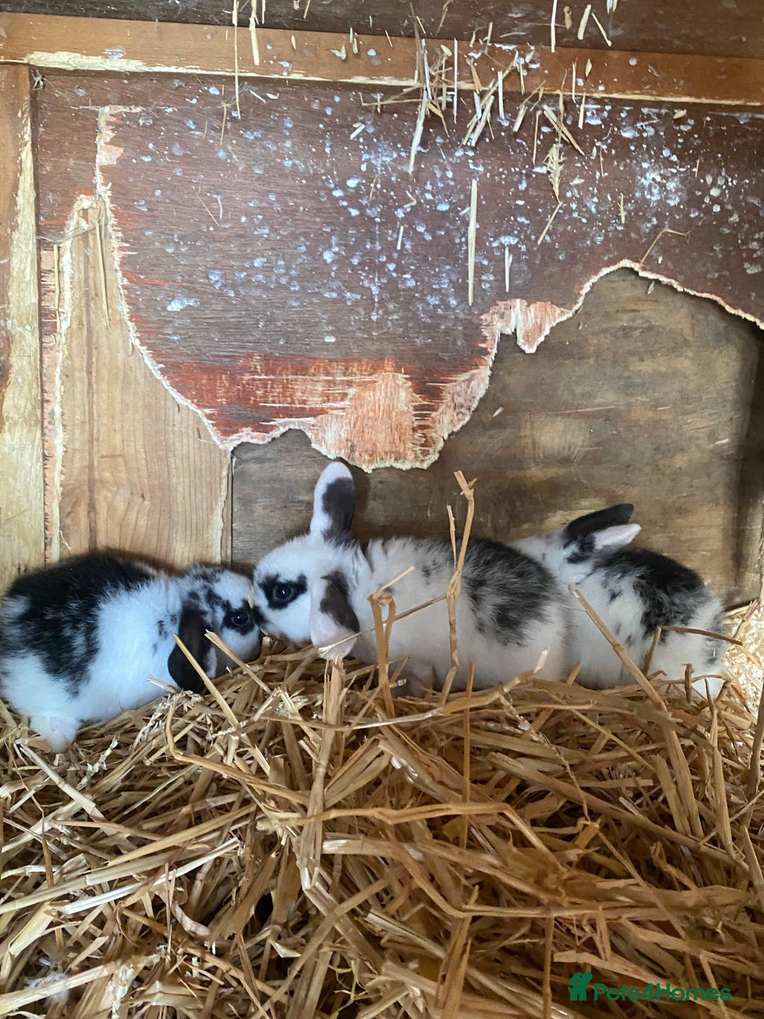 Mini Lop rabbits for sale: 4 beautiful rabbits  - Image 13