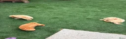 Miniature Poodle dogs for sale: 4 miniature Poodle Boys  - Advert 8