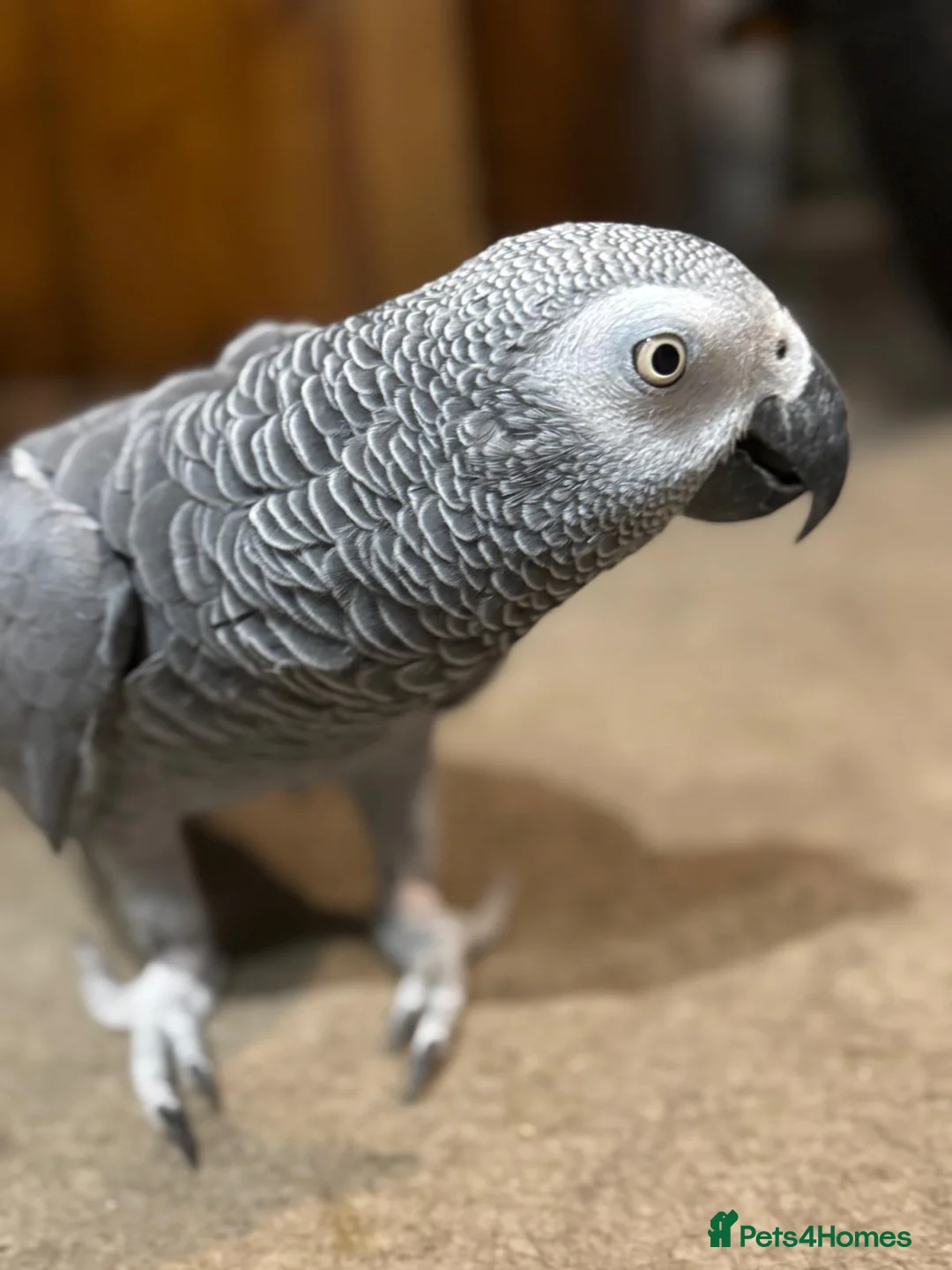 Parrots birds for sale: African Grey Parrot - Advert 1