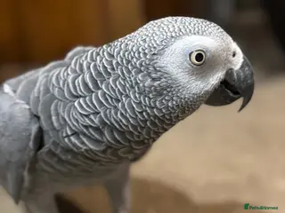Parrots birds African Grey Parrot - Advert 17