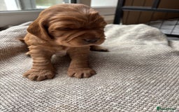 Cocker Spaniel dogs for sale: Working cocker spaniel puppies - Image 3