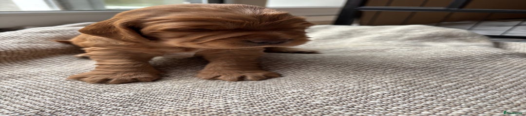 Cocker Spaniel Puppy 2