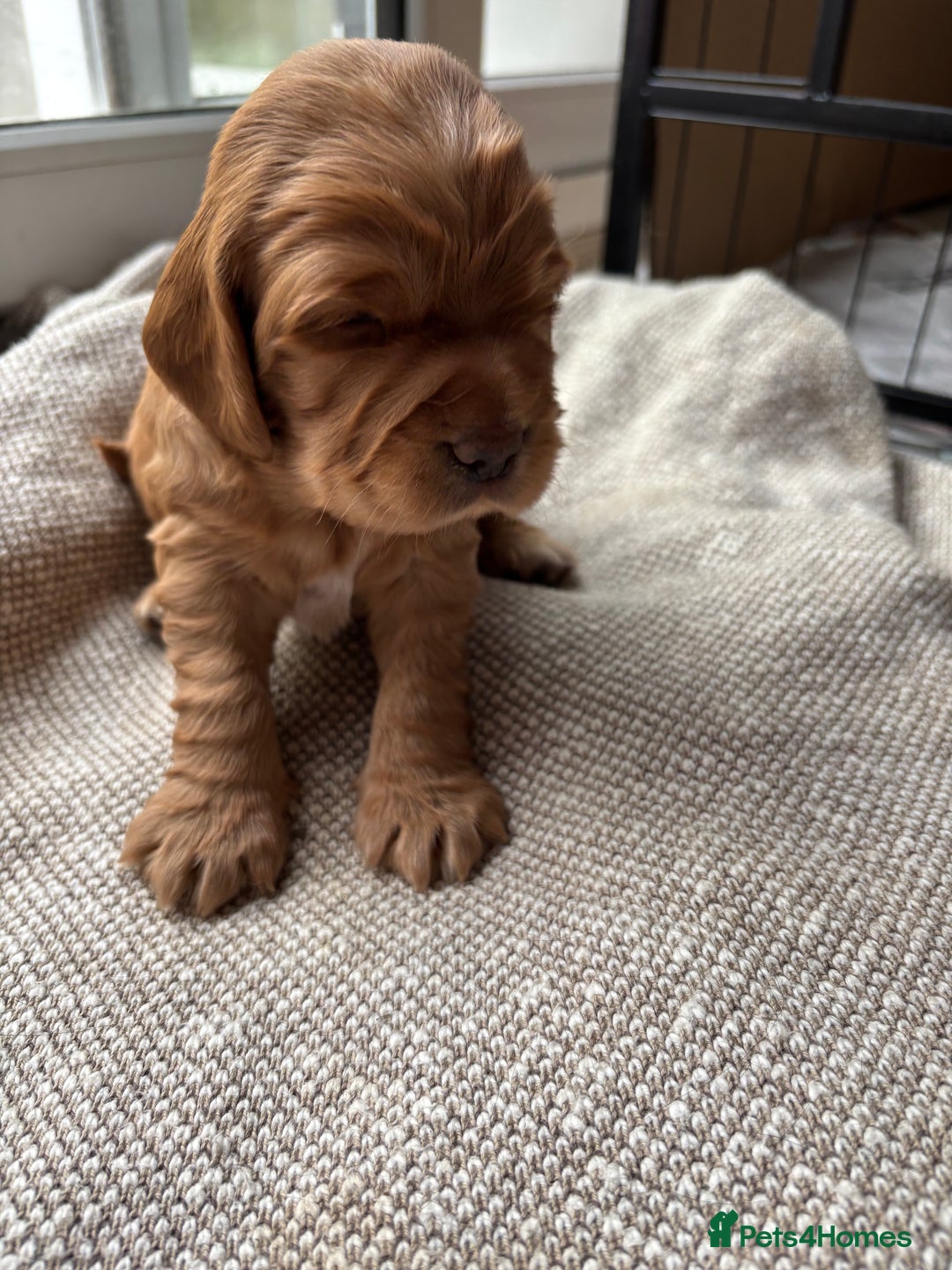 Cocker Spaniel dogs for sale: Working cocker spaniel puppies - Image 3