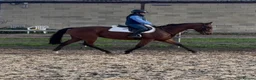 English Thoroughbred horses for sale: Ivan  in Warwick - Advert 2