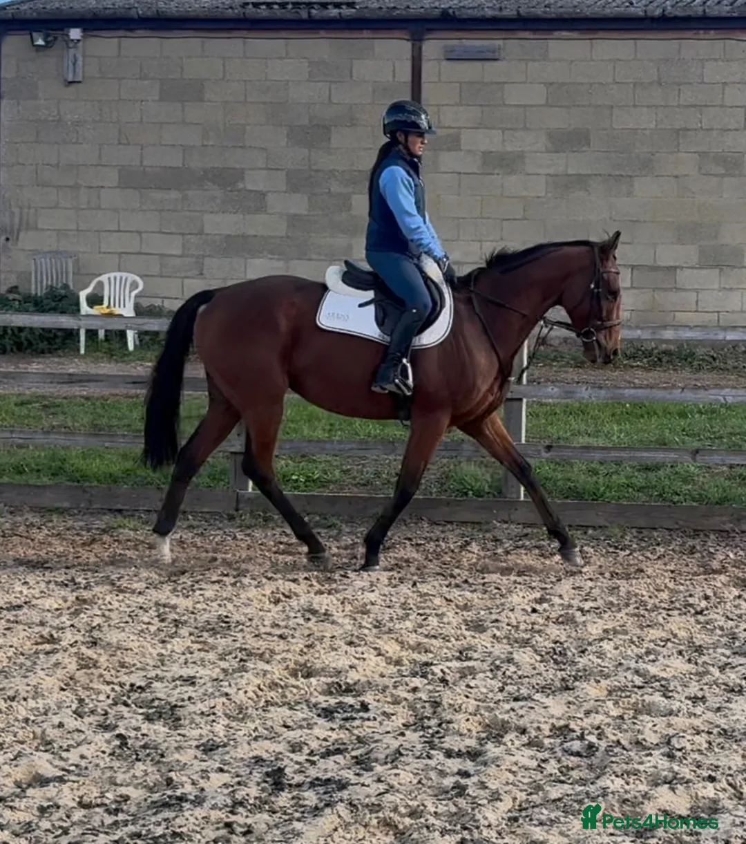 English Thoroughbred horses for sale: Ivan  in Warwick - Advert 2