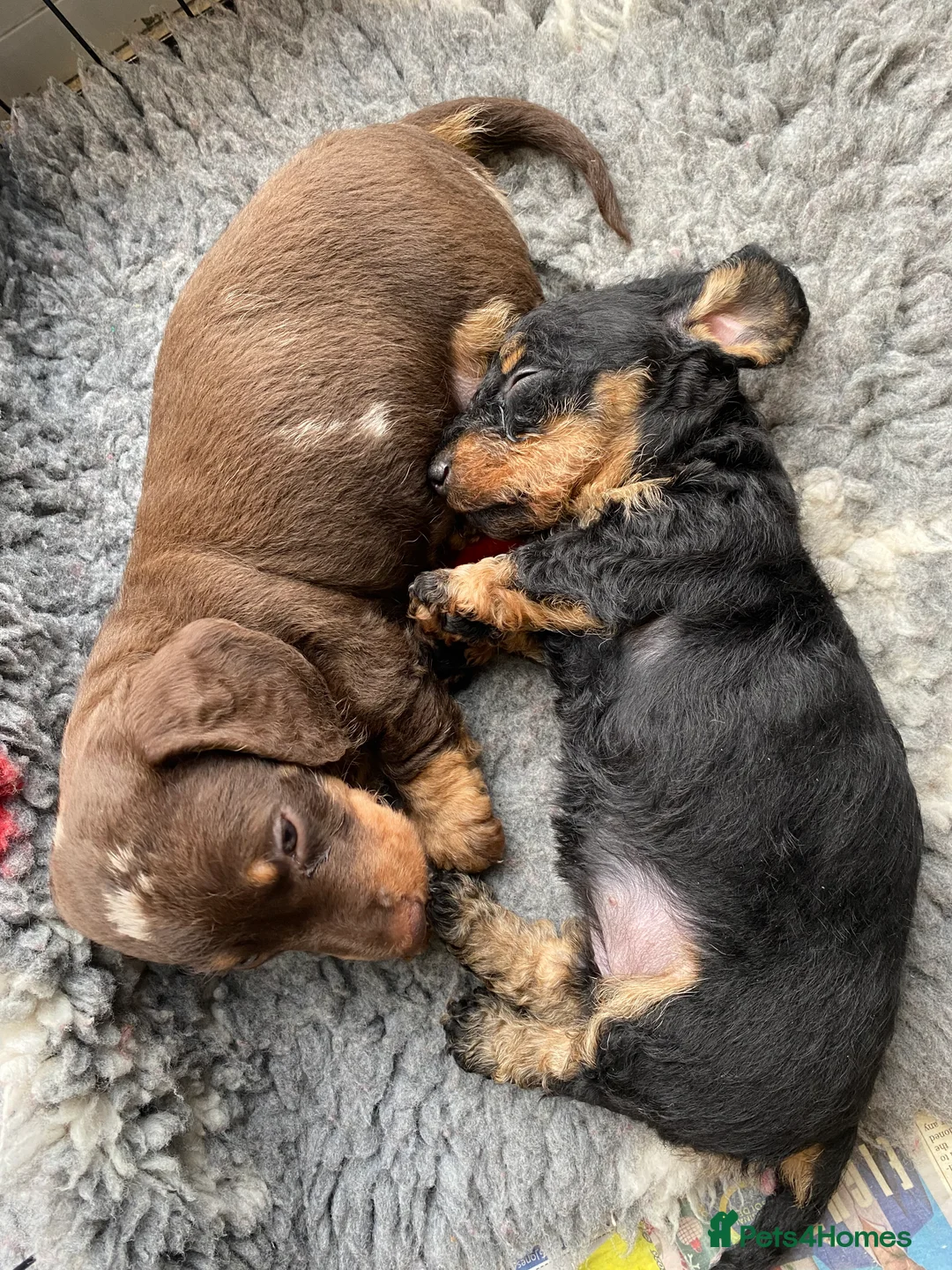 Miniature Dachshund dogs for sale: Miniature Wire-Haired Dachshund ready 18 March   in Llandovery - Advert 4